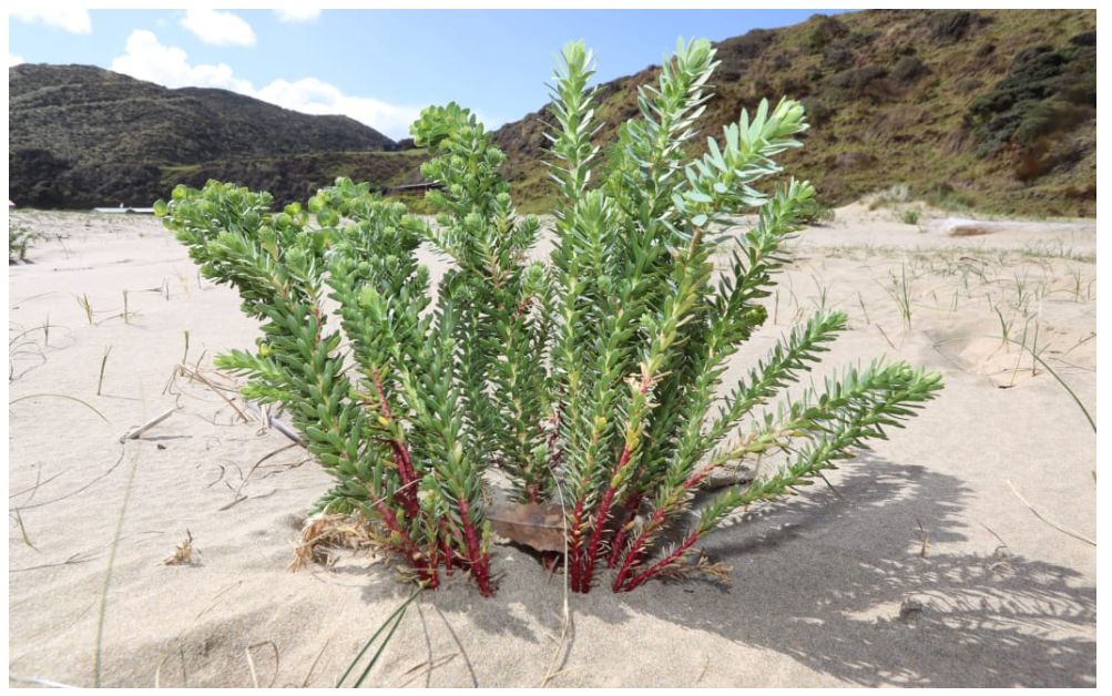 Sea spurge – what is it, and why is it bad? - Hahei Community